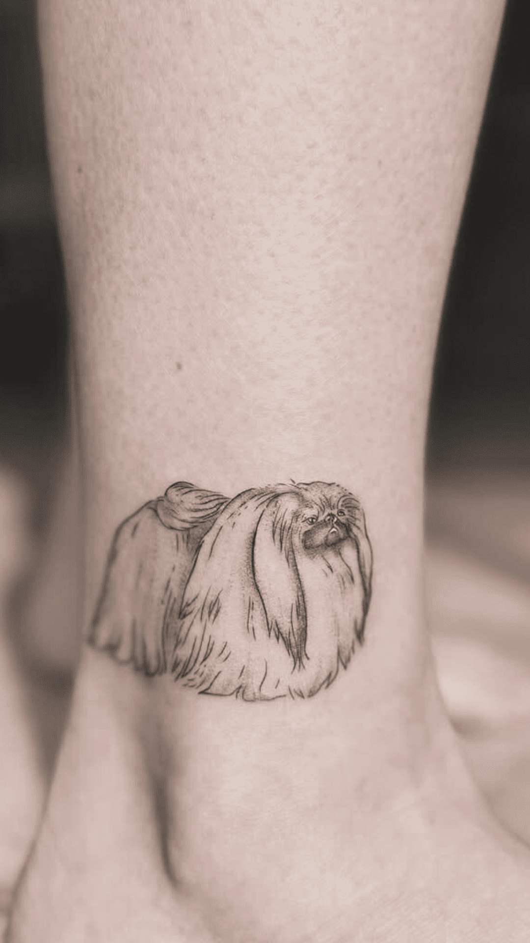 Fluffy Pekingese Portrait