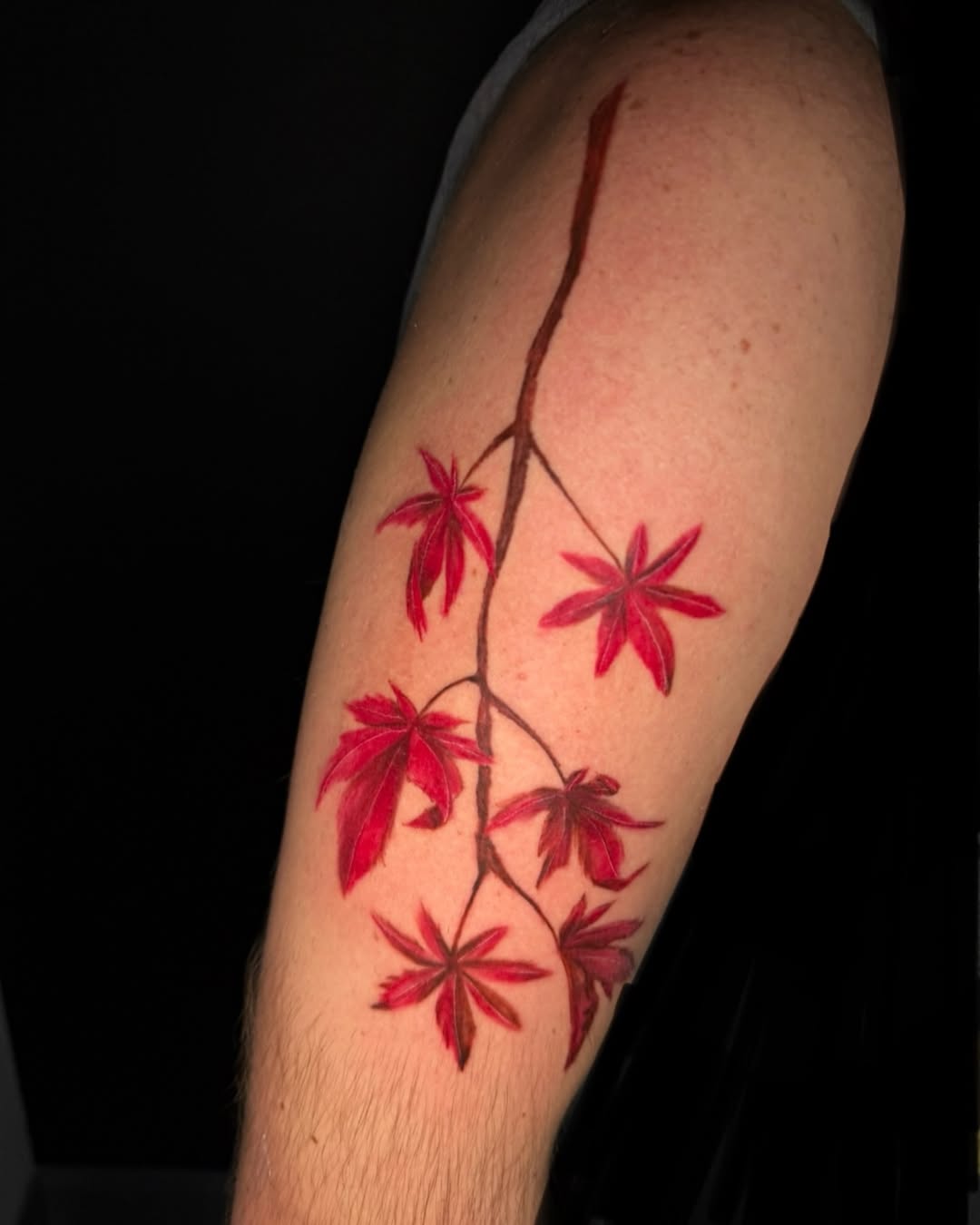 Japanese Maple Branch in Red