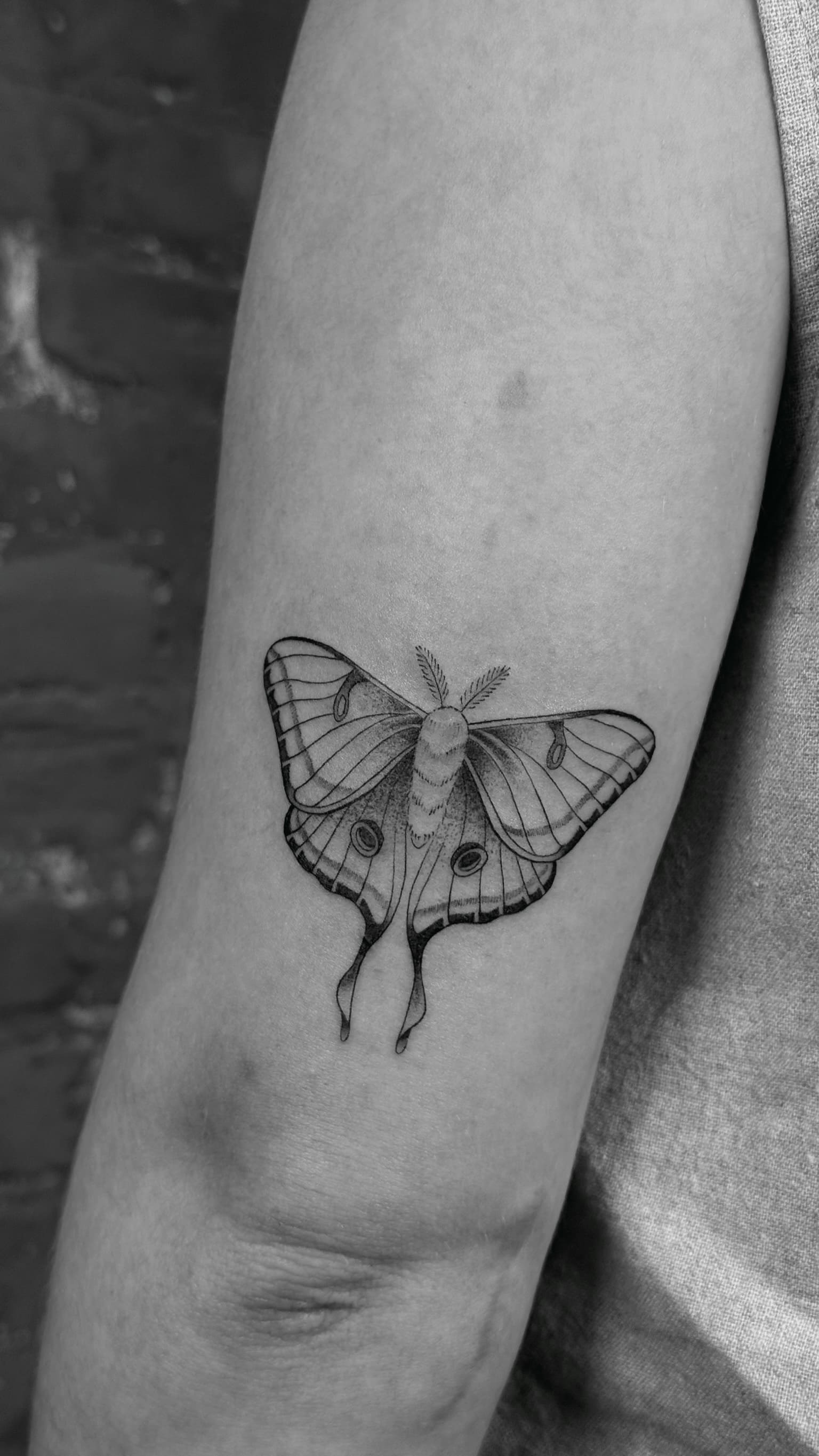 Delicate Luna Moth