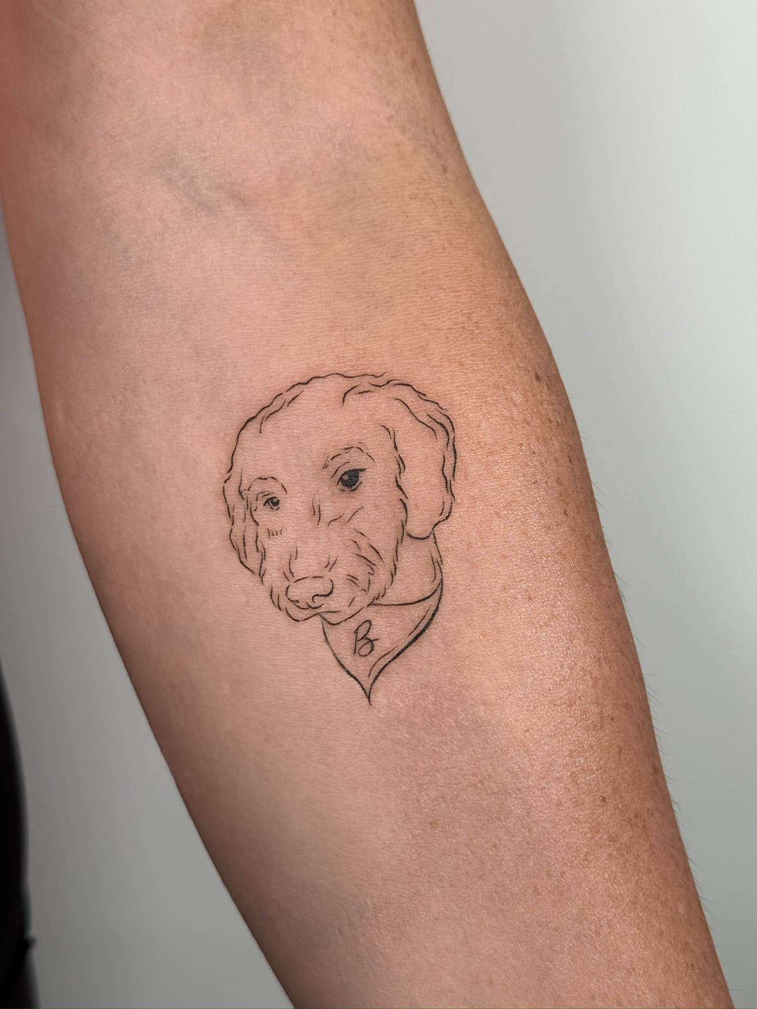 Minimalist Dog Portrait