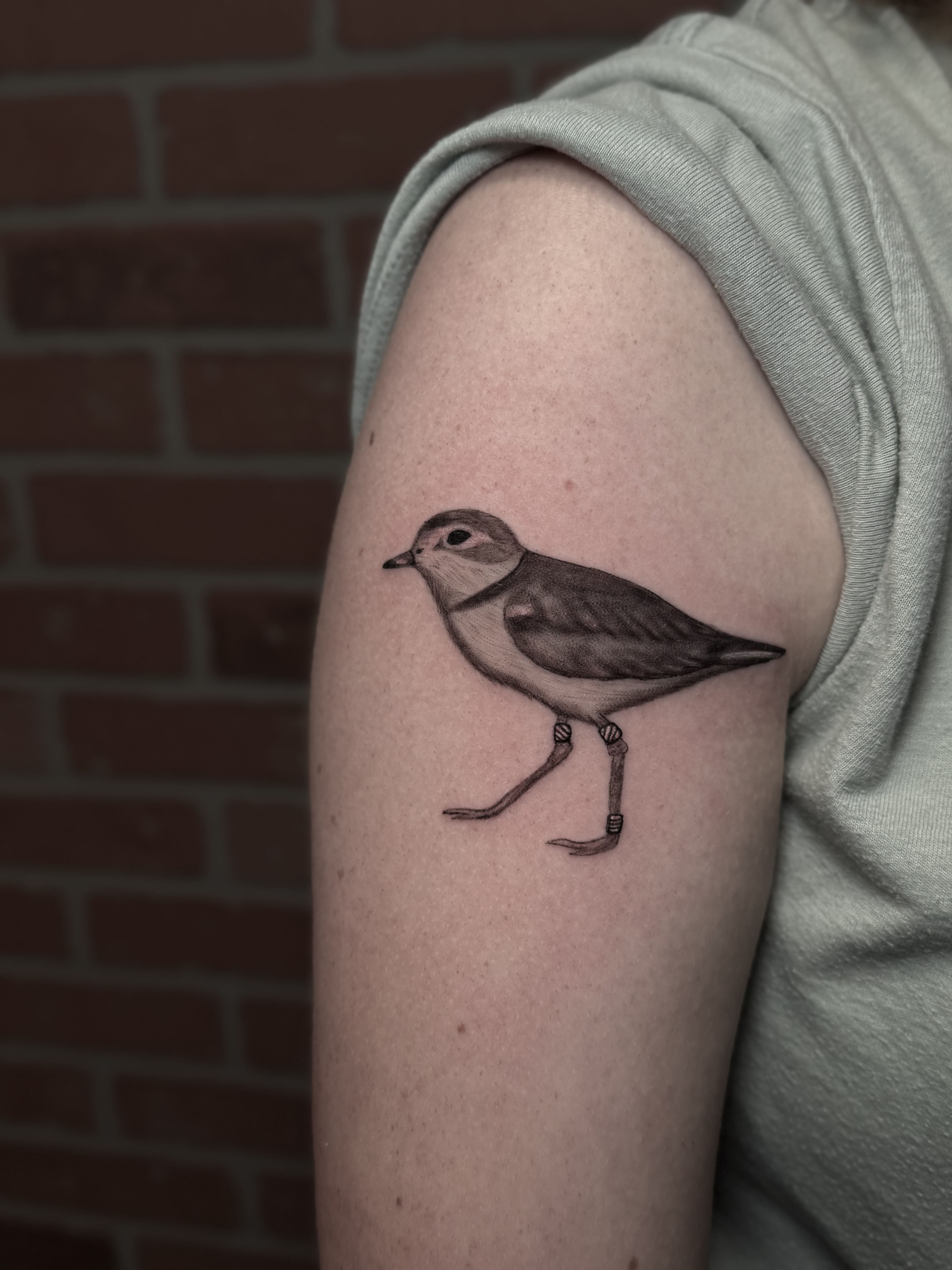 Tiny Shorebird Portrait