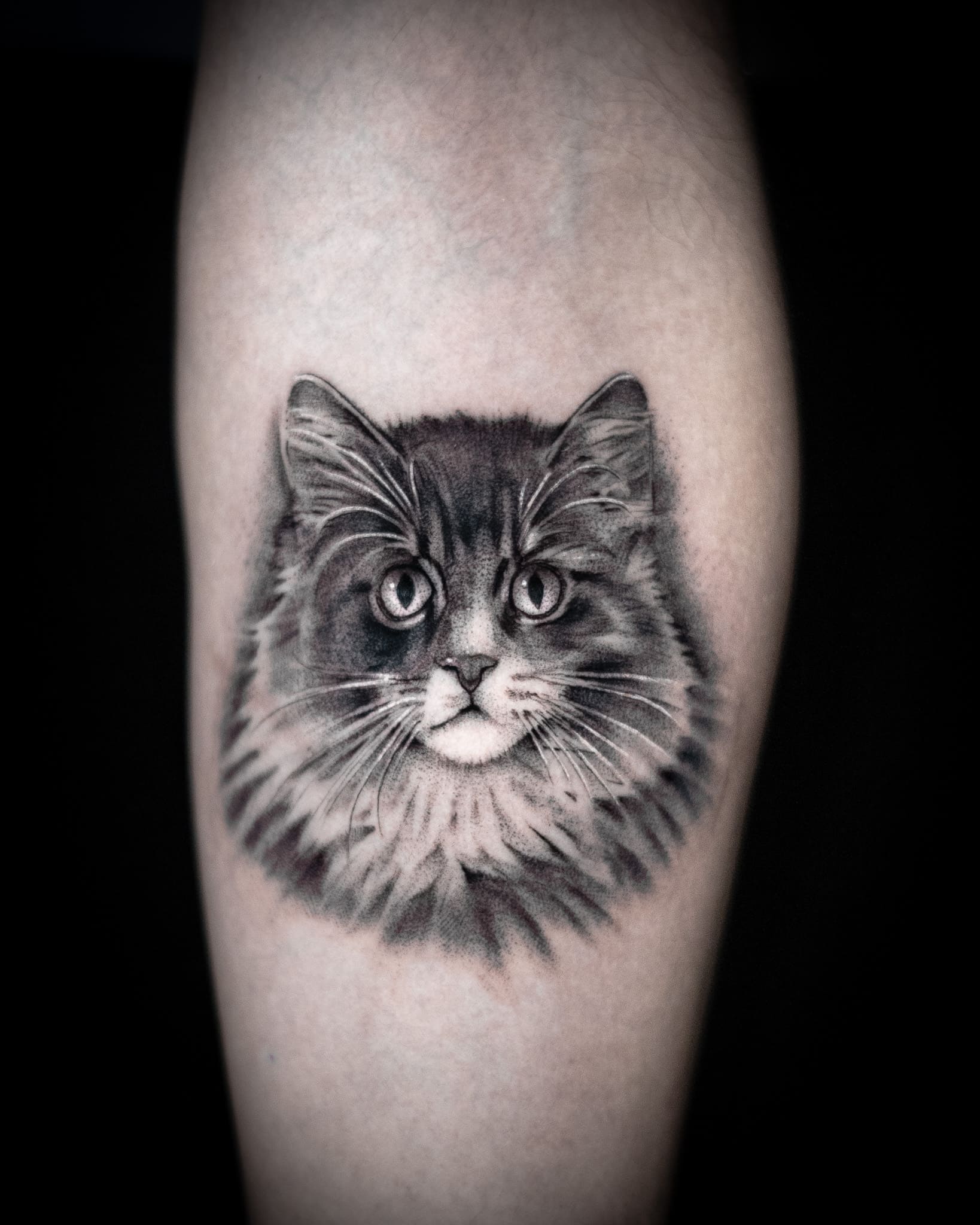 Realistic Cat Portrait